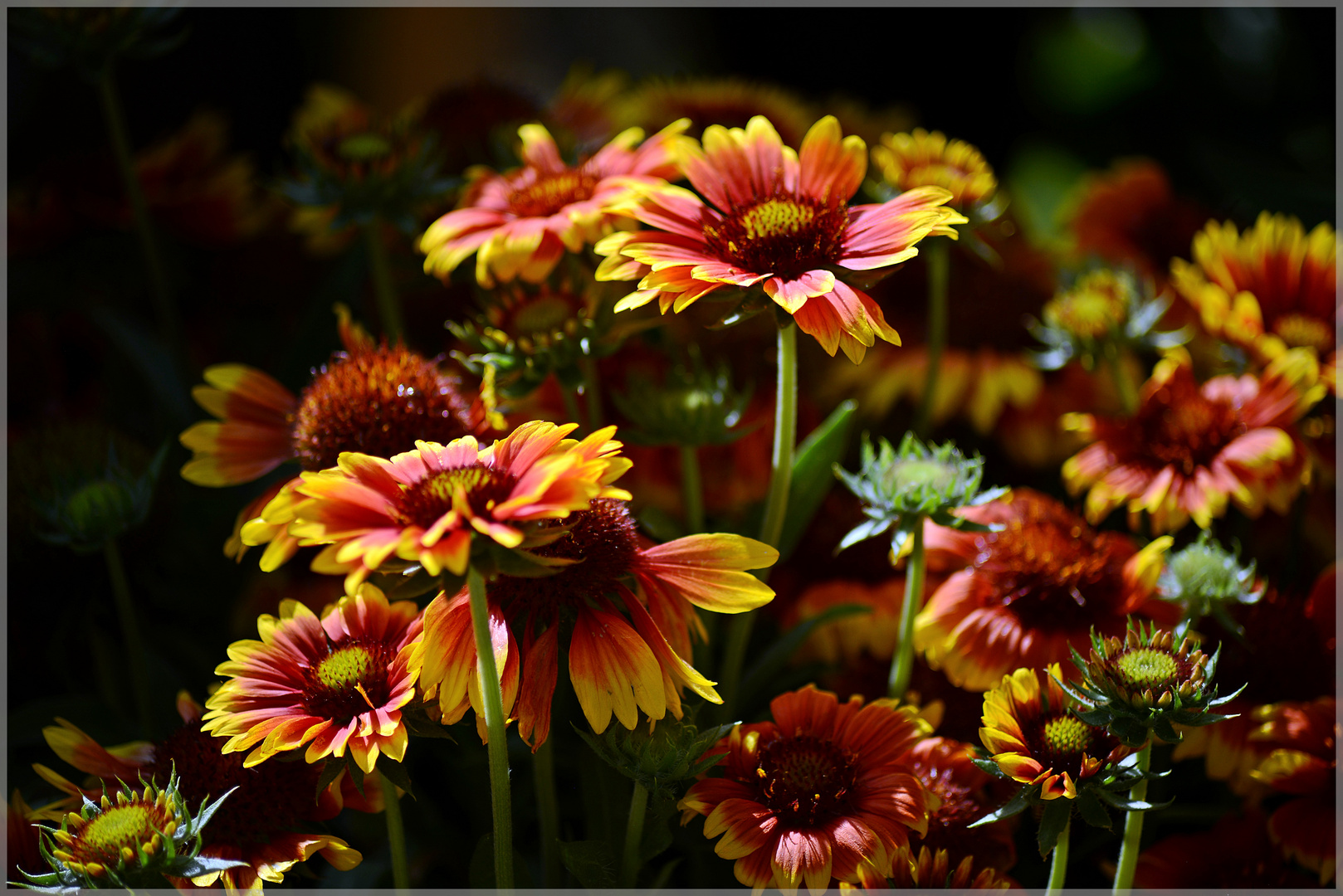 Kokardenblüten im Sonnenschein ...