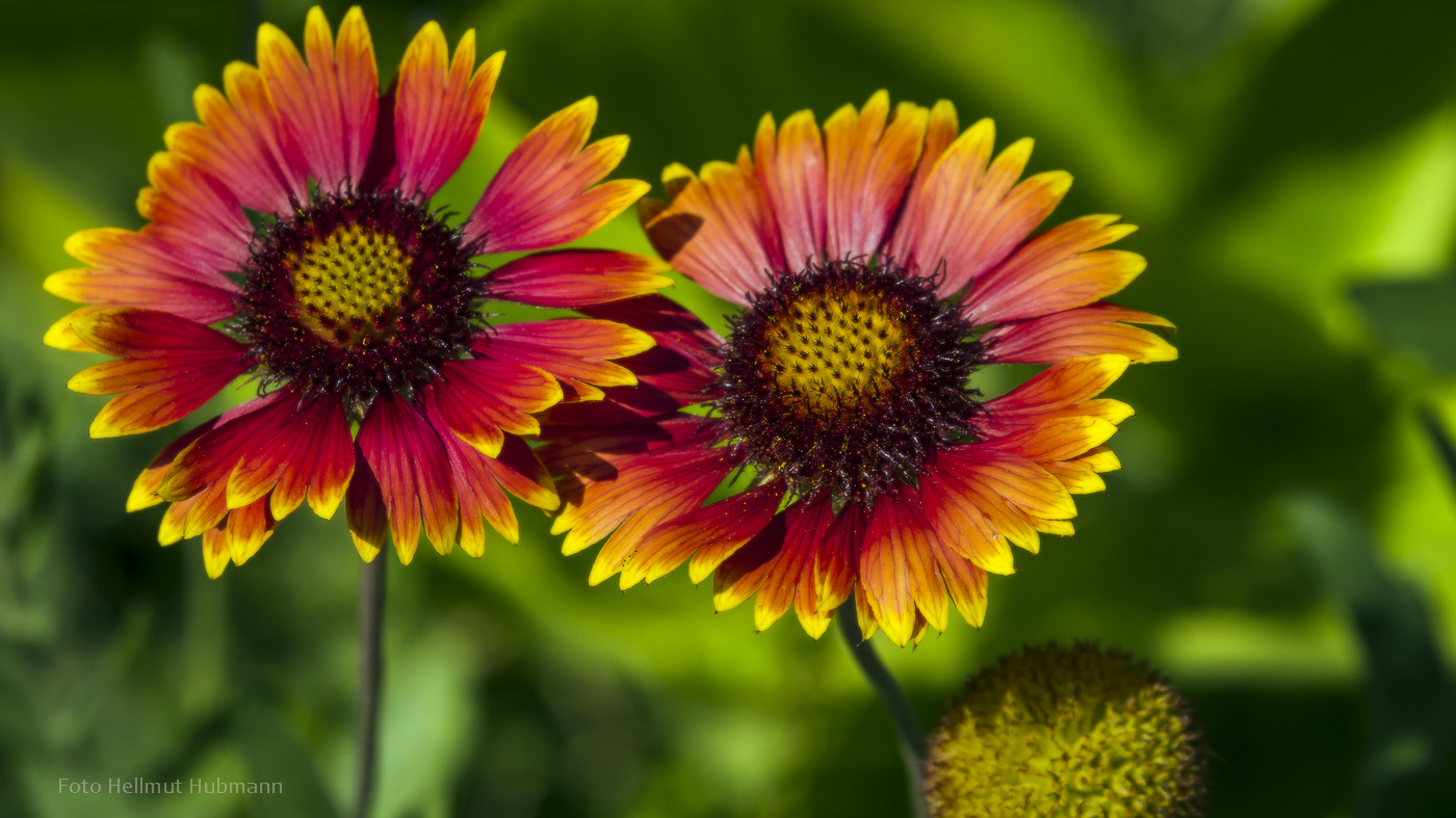 KOKARDENBLUME  (GAILLARDIA)     