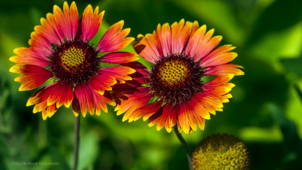 KOKARDENBLUME  (GAILLARDIA)     