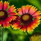 KOKARDENBLUME  (GAILLARDIA)     