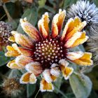 Kokardenblume (Gaillardia)