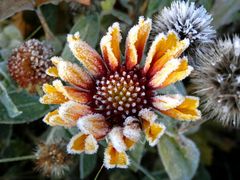 Kokardenblume (Gaillardia)