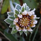 Kokardenblume (Gaillardia) - Ein "Zuckerguss" aus Eiskristallen