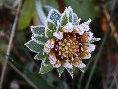 Kokardenblume (Gaillardia) - Ein "Zuckerguss" aus Eiskristallen