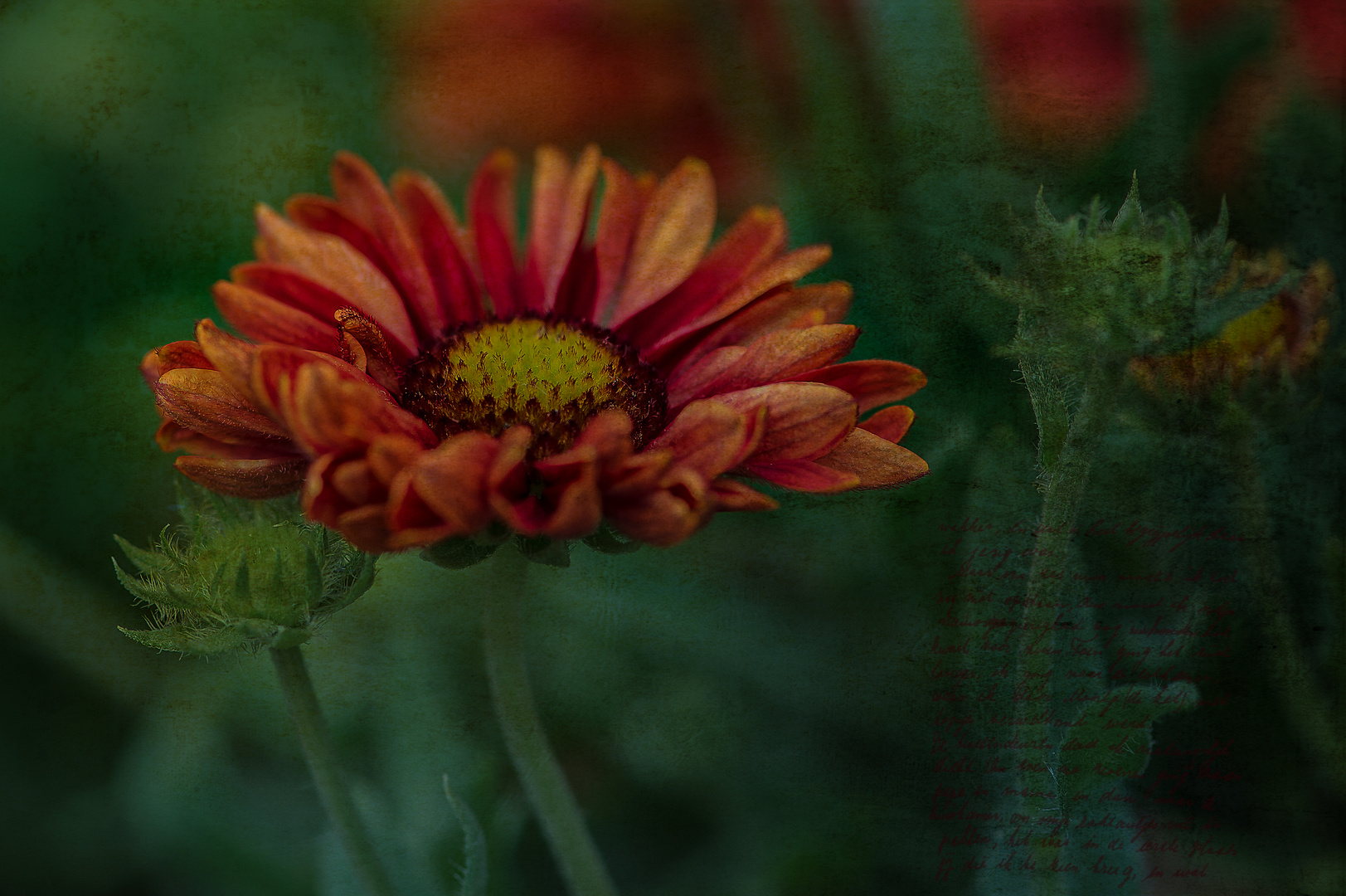 Kokardenblume (Gaillardia pulchella)