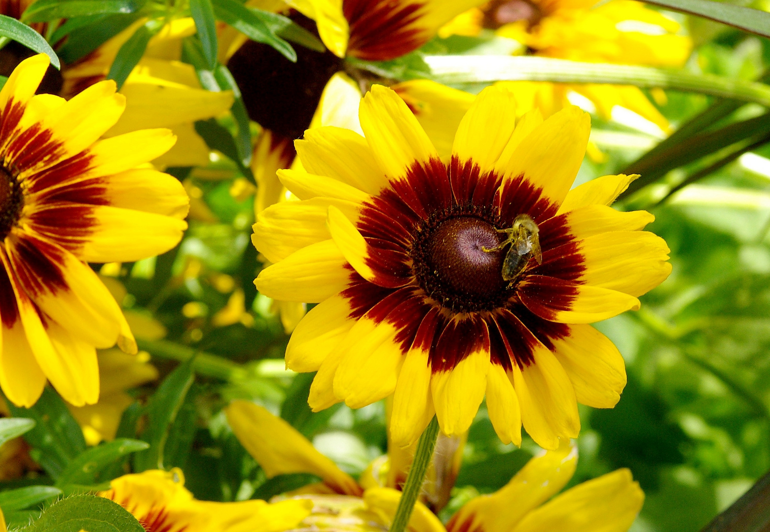 Kokardenblume (laut Gabi wohl eher Rudbeckia hirta)