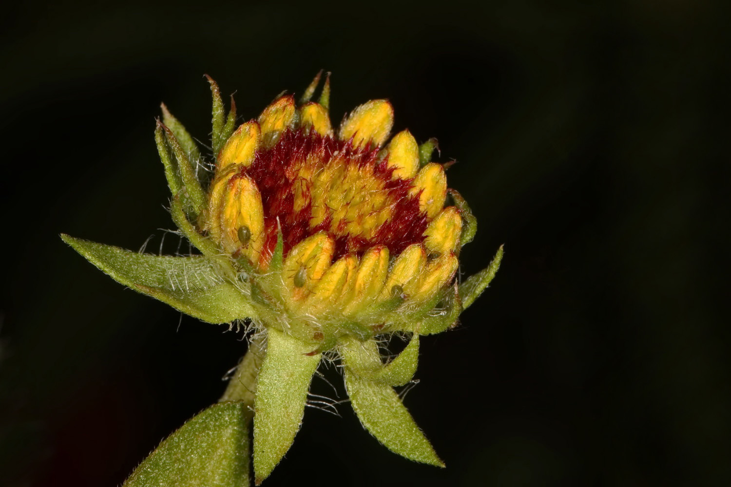 Kokardenblume mit Besuchern