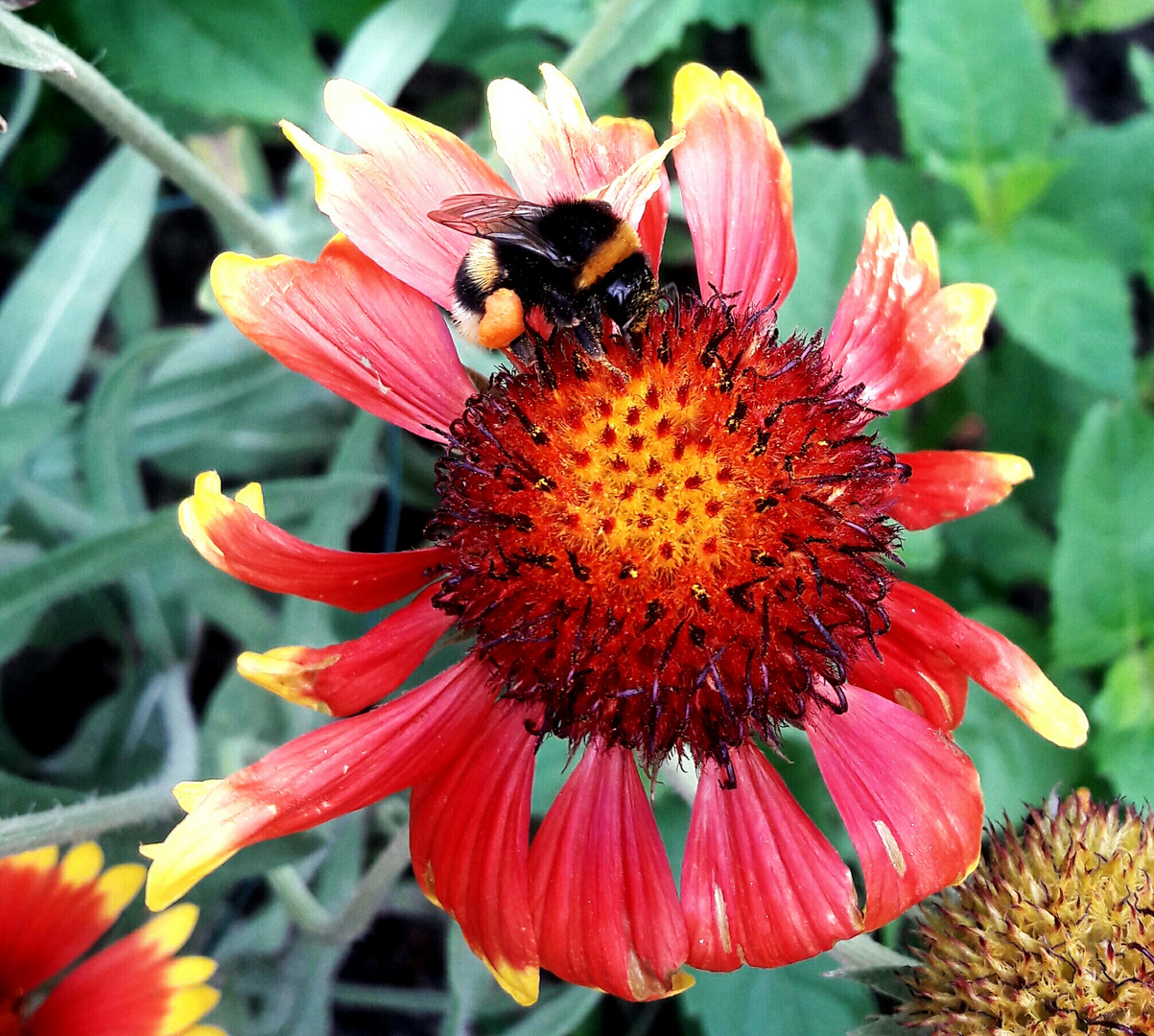 Kokardenblume mit Hummel