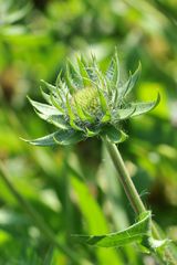 Kokardenblume vor der Blüte