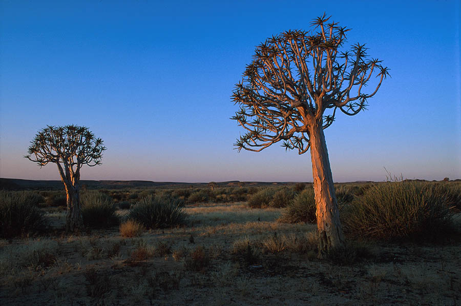 Kokerboom