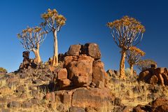 Kokerboom