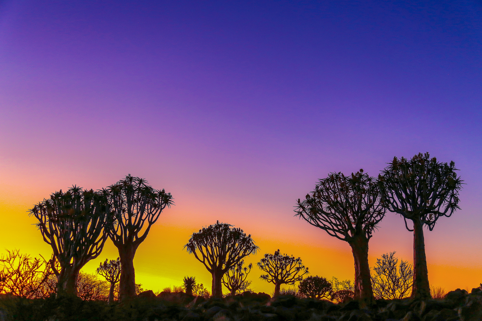 Kokerboom (Aloe dichotoma)