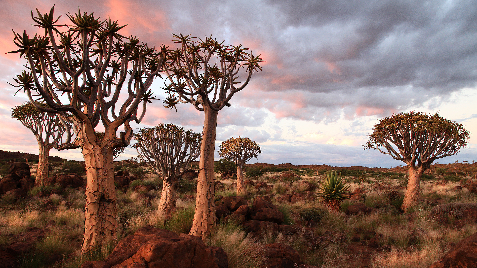 Kokerboom