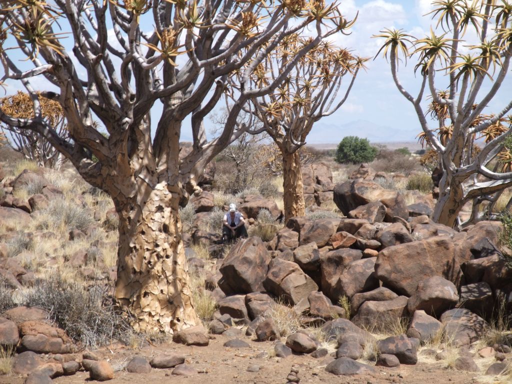 Kokerboom Woud - Köcherbaum Wald