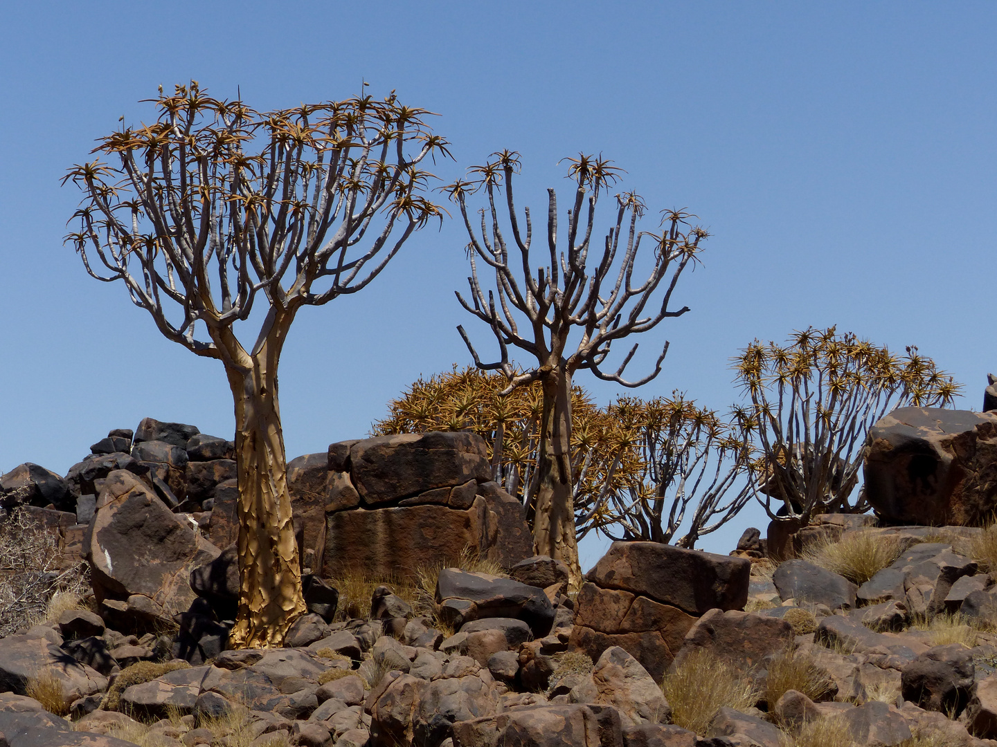 "Kokerboomen" - Keetmanshoop / Namibia