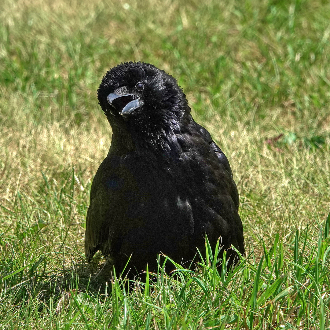 koketter Blick