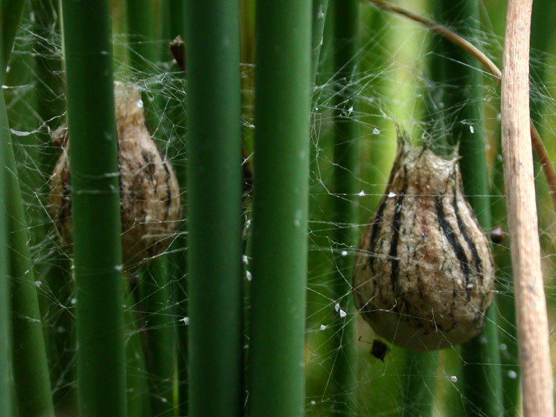 Kokon der Wespenspinne (Argiope bruennichi)