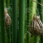 Kokon der Wespenspinne (Argiope bruennichi)