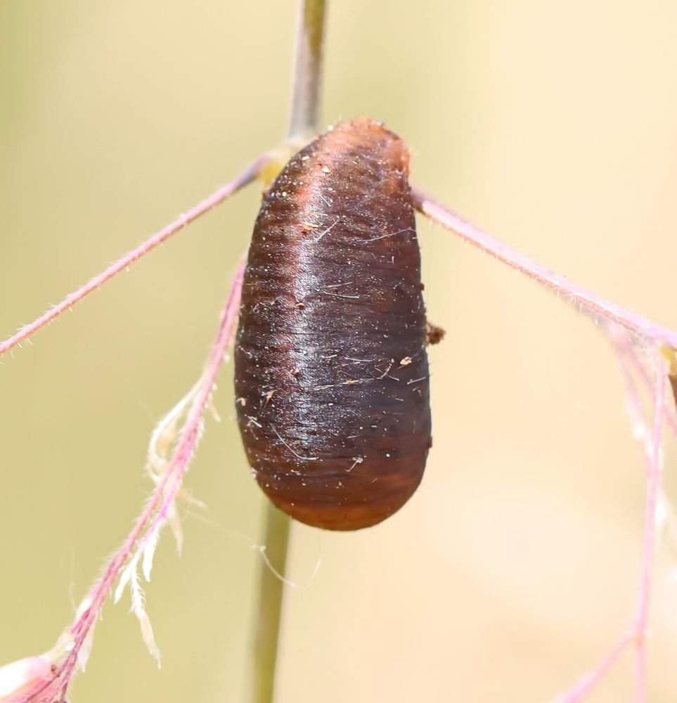 Kokon? Foto & Bild natur, insekten, tiere Bilder auf