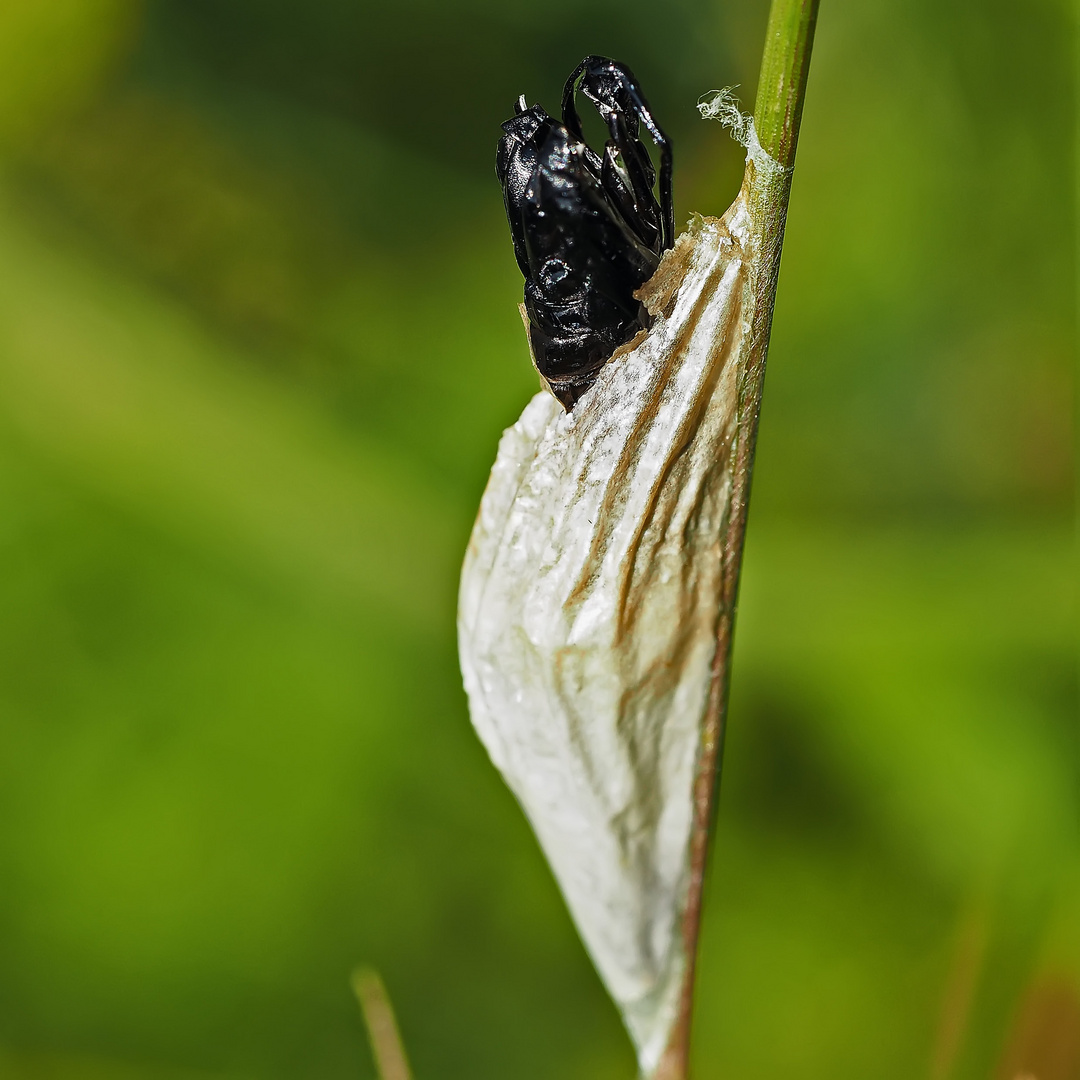 Kokon vom Sechsfleck-Widderchen (Zygaena filipendulae)