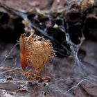 Kokon von einer Spinnenfresserin Ero furcata