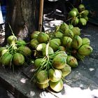 Kokosnüsse frisch geerntet
