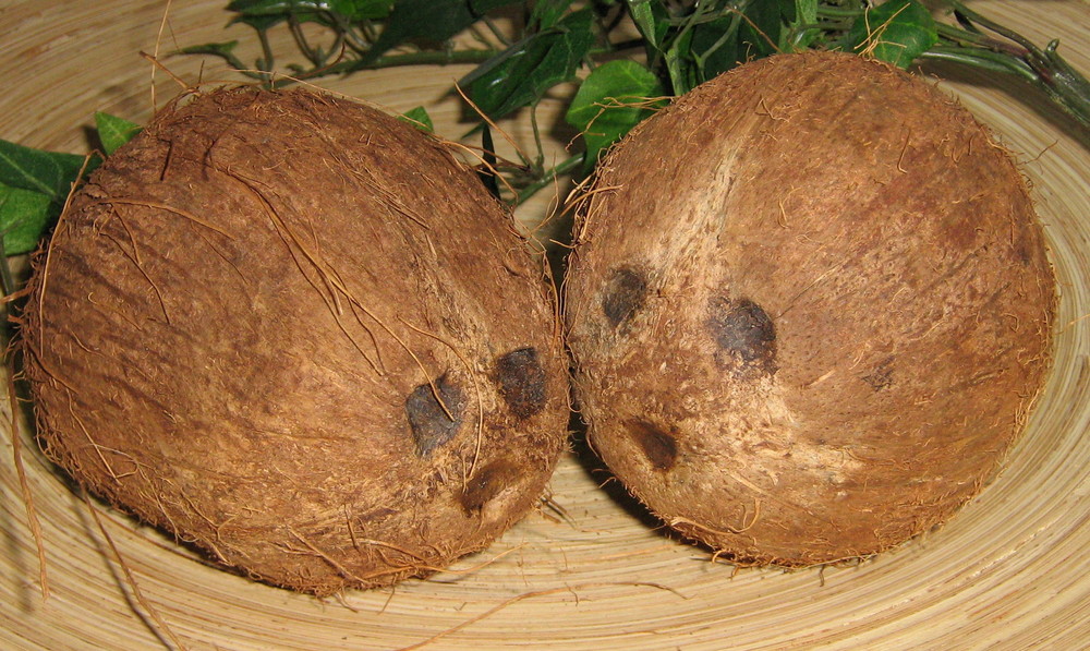Kokosnuss- Duett