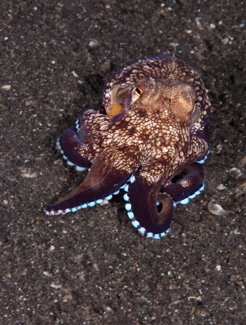 Kokosnuß-Oktopus II, Lembeh 2009