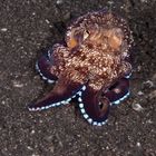 Kokosnuß-Oktopus II, Lembeh 2009