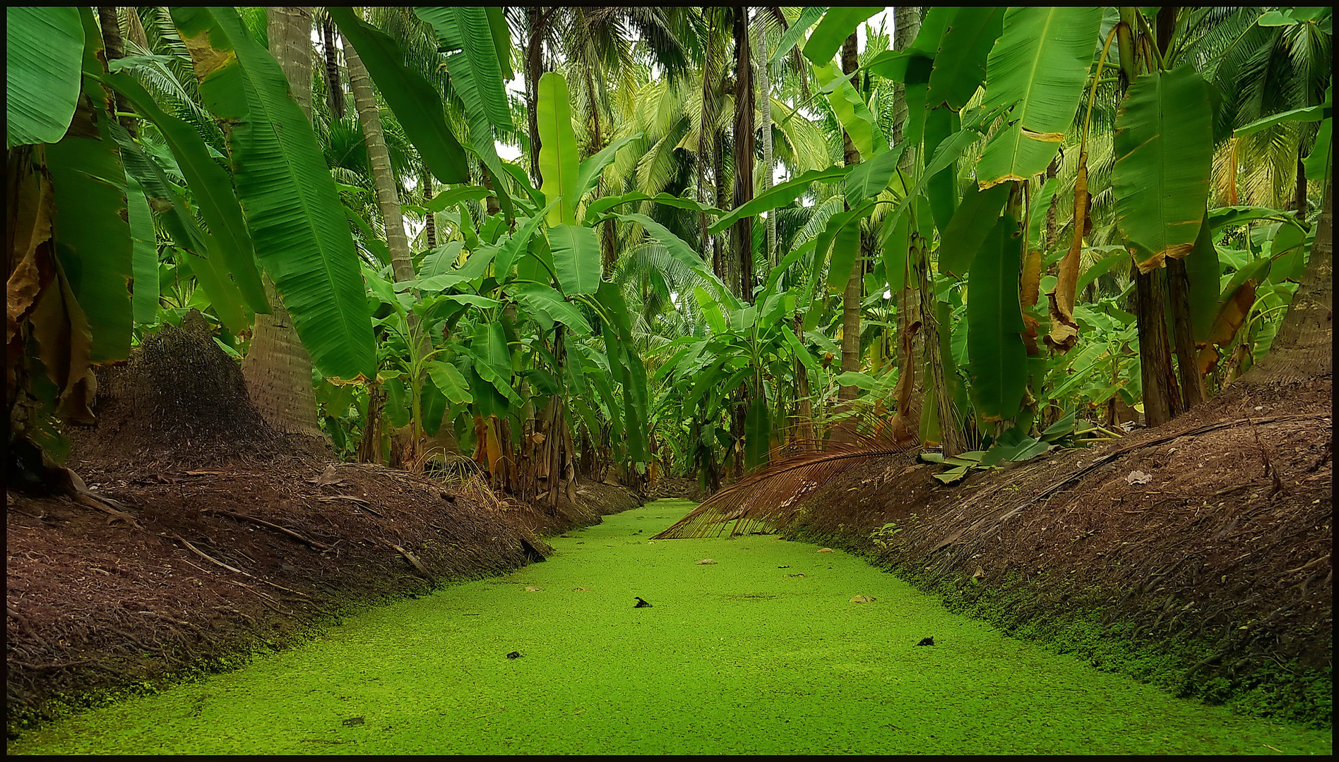 Kokosnuß- und Bananenplantage