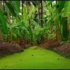 Kokosnuß- und Bananenplantage