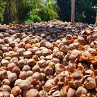 Kokosnussfarm
