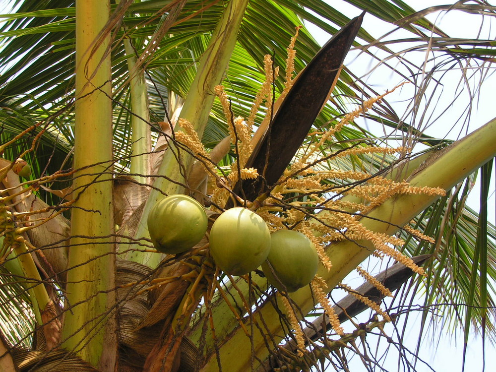 Kokosnusspalme