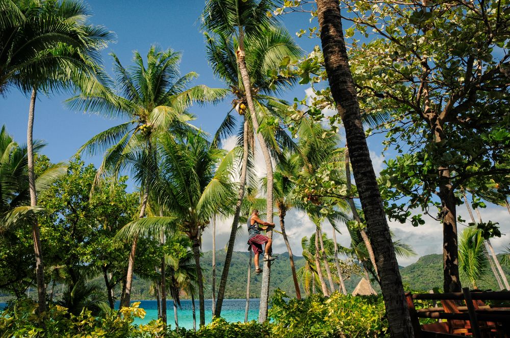 Kokosnußpflücker der Südsee Tahiti