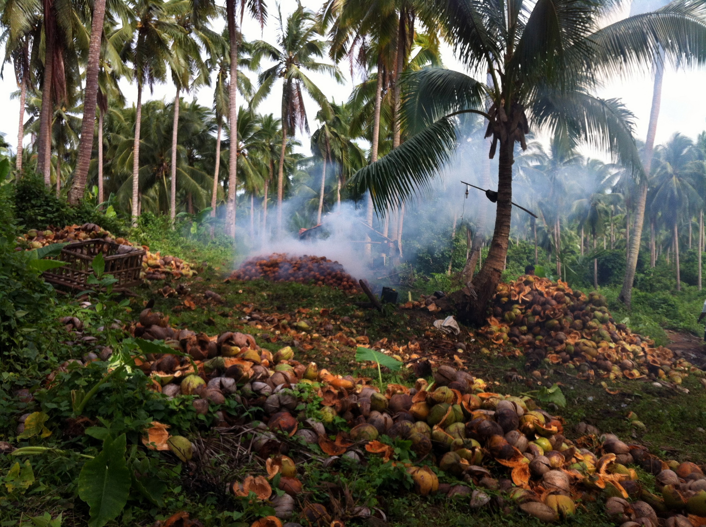 Kokosnussplantage