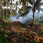 Kokosnussplantage