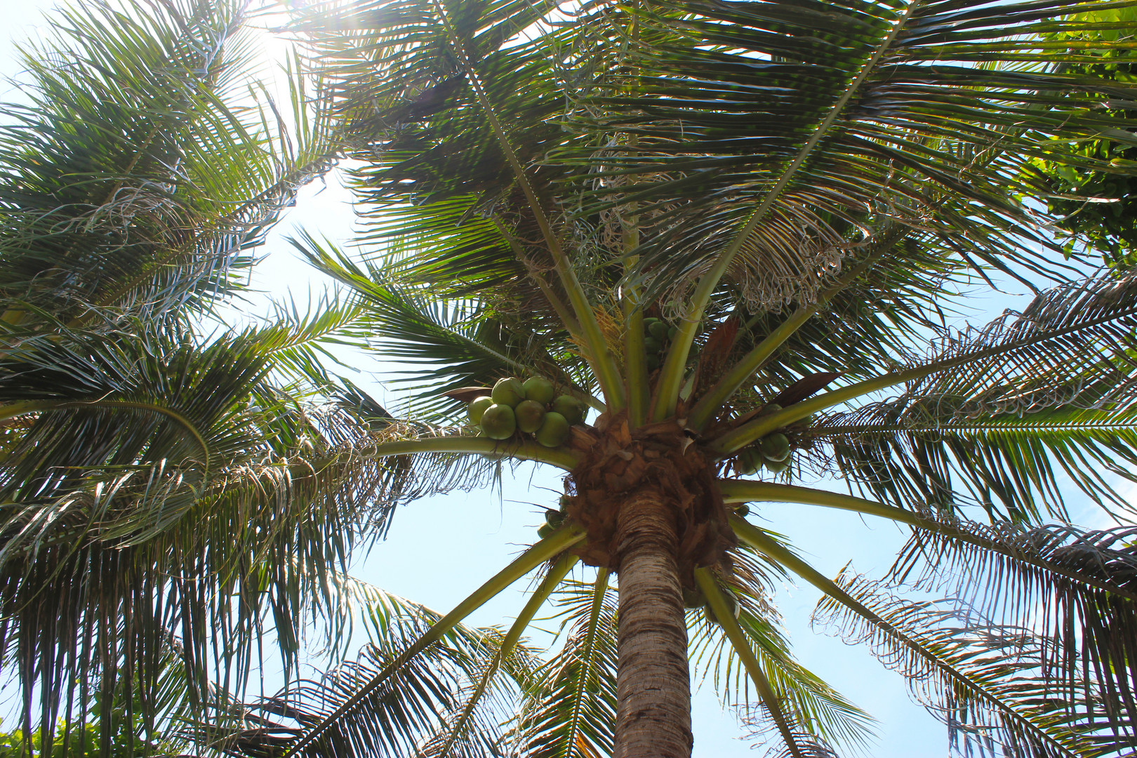 Kokospalme (Cocos nucifera) am Mindil Beach, Darwin I