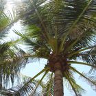 Kokospalme (Cocos nucifera) am Mindil Beach, Darwin I
