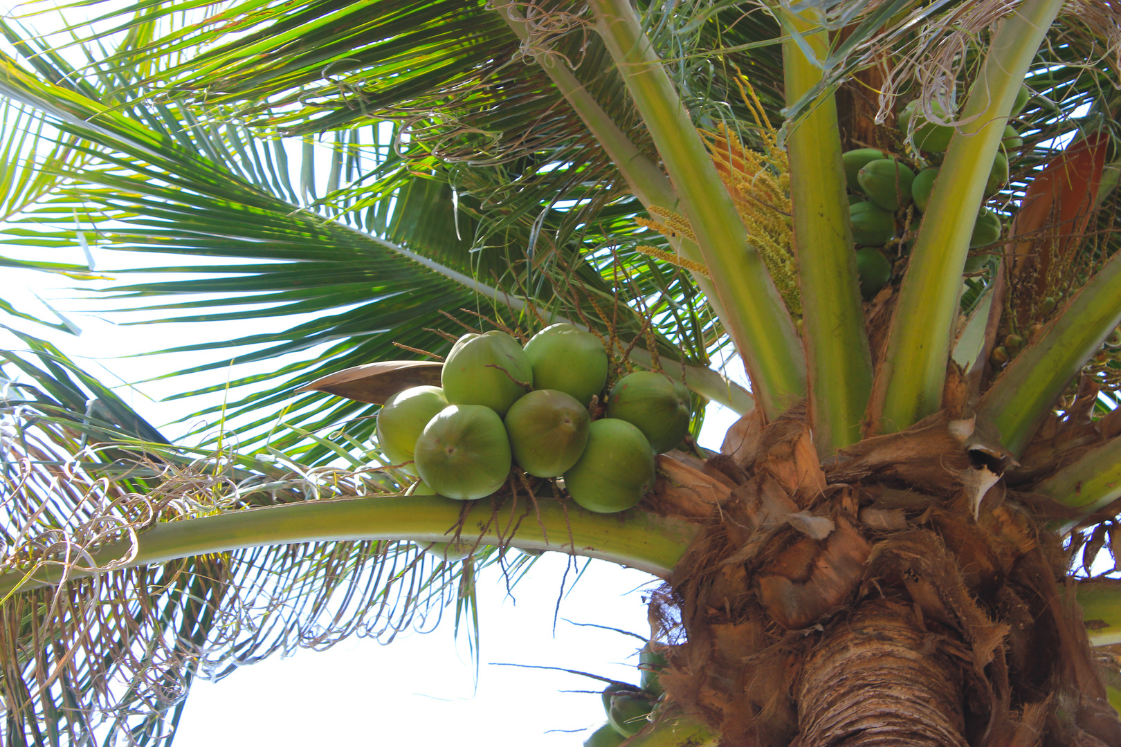 Kokospalme (Cocos nucifera) am Mindil Beach, Darwin II