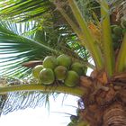 Kokospalme (Cocos nucifera) am Mindil Beach, Darwin II