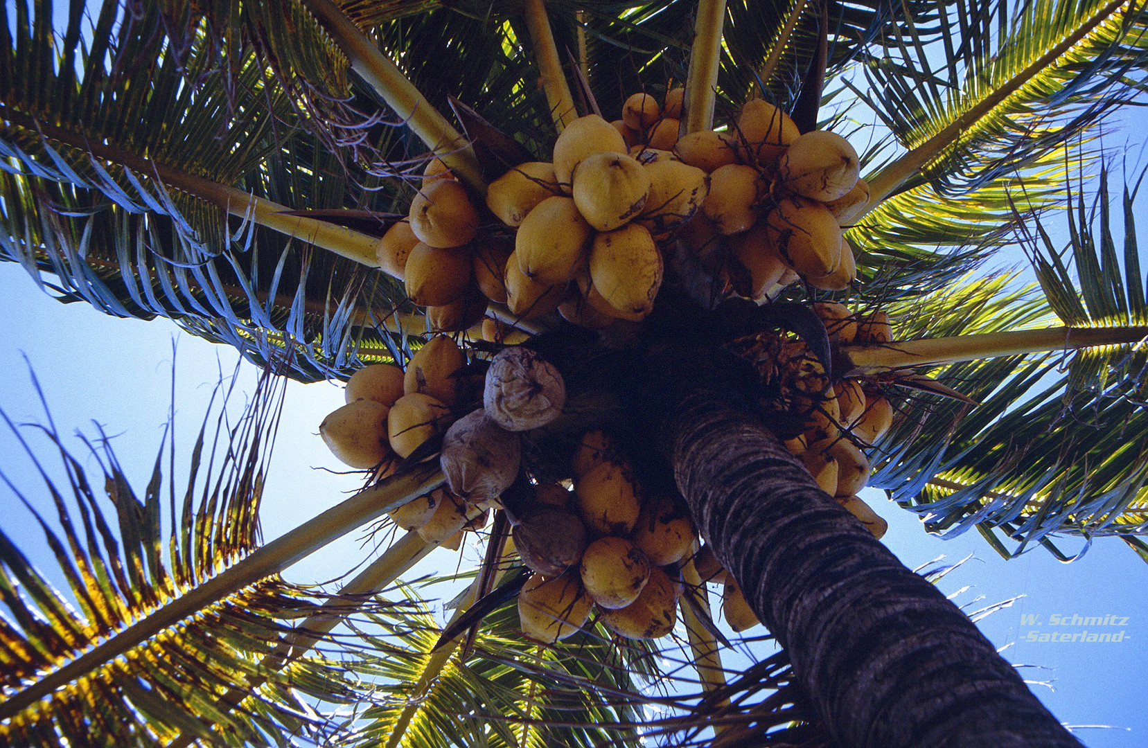 Kokospalme in Polynesien