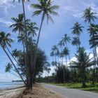 Kokospalmen auf Rarotonga