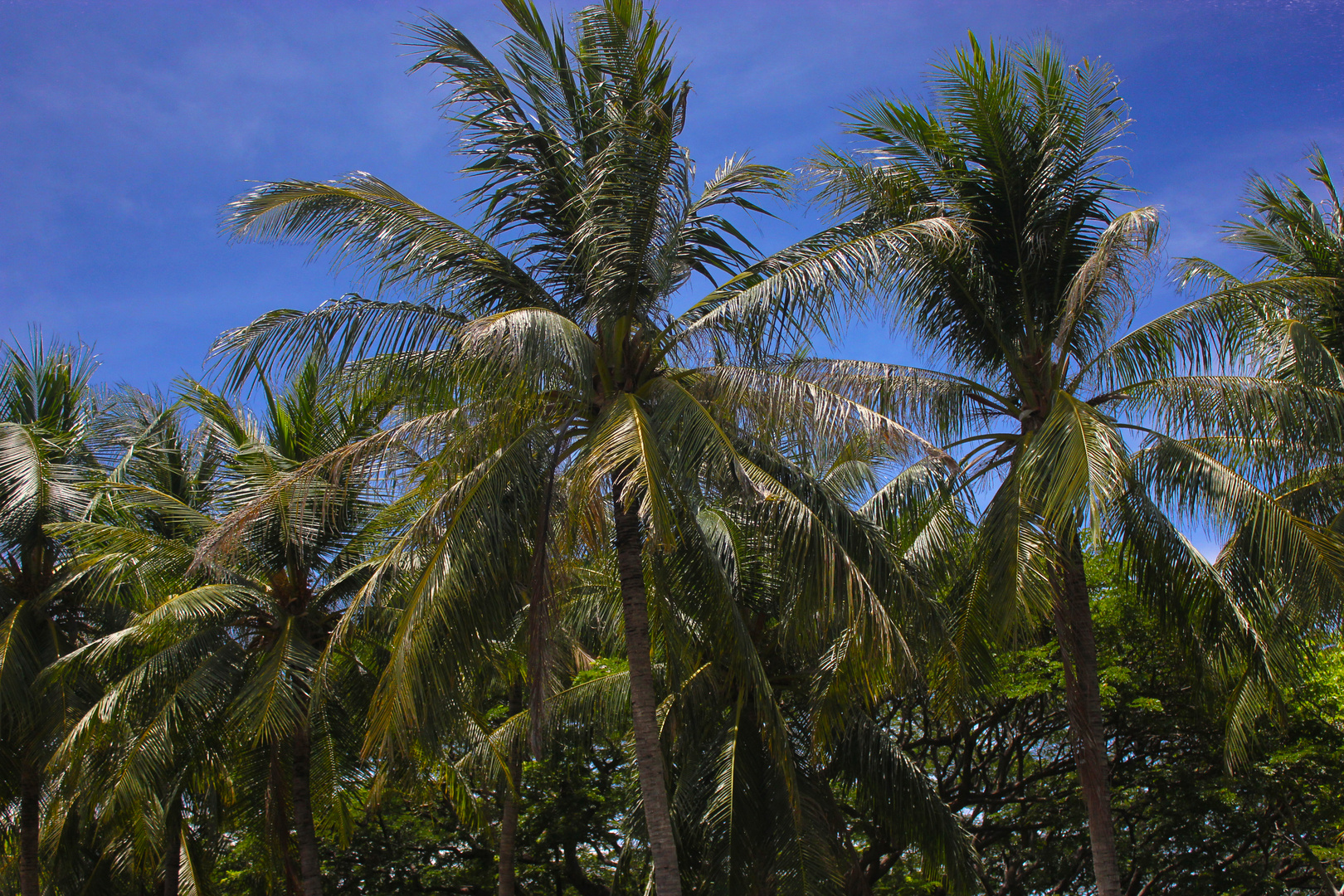 Kokospalmen (Cocos nucifera)