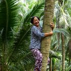 Kokospalmen klettern