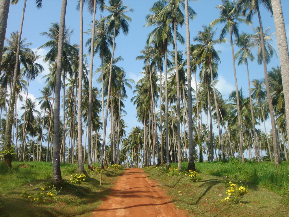 koksnussplantage in Ko Chang