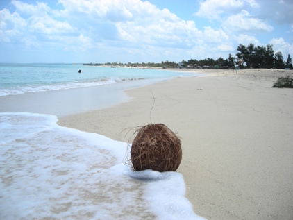 Kokusnuss am Strand