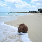 Kokusnuss am Strand