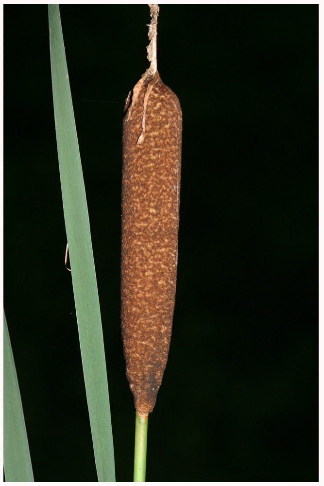 Kolbenbinse / besser: Rohrkolben (Typha spec.).