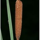 Kolbenbinse / besser: Rohrkolben (Typha spec.).