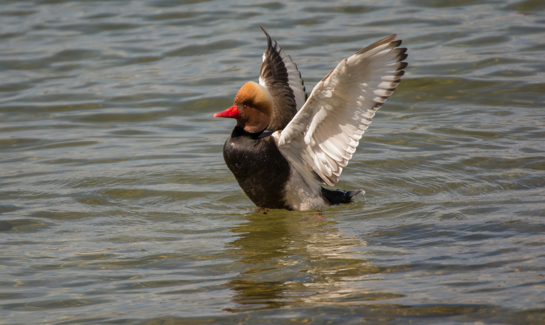 Kolbenente am Ammersee / red-crested pochard at "Ammersee"